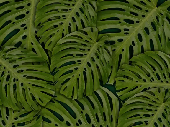 Plants